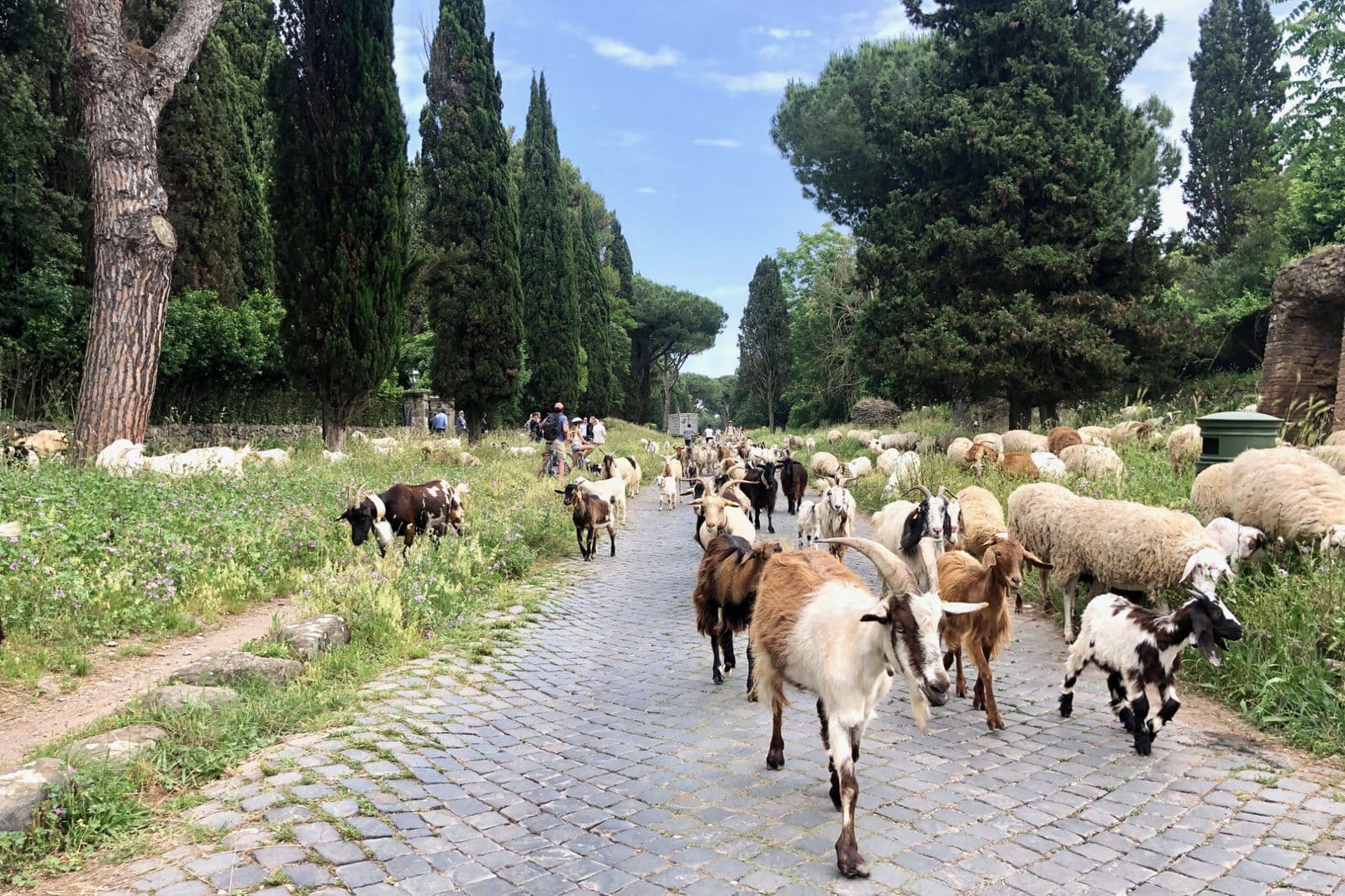 A large herd of goats and sheep walking along a cobblestone path lined with tall trees.